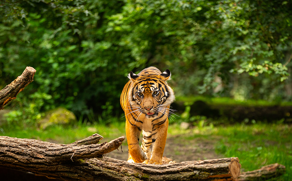 Sundarban-West Bengal